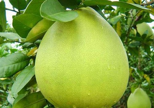 Thực phẩm "vàng" chống khô da trong mùa đông