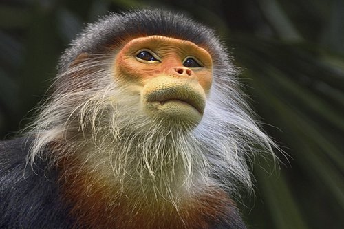 Những bộ râu của loài khỉ khiến cánh mày râu cũng phải ghen tỵ