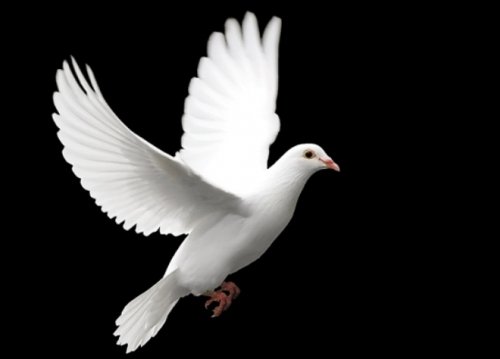 Những món ăn giúp tăng khả năng phòng the