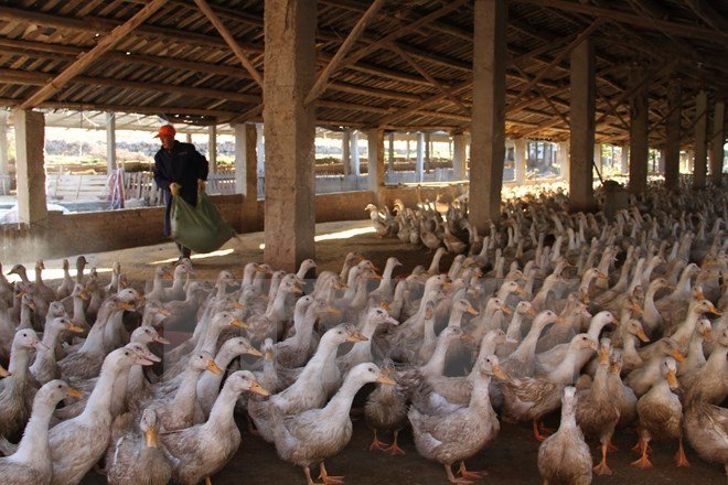 Bệnh nhân Trung Quốc đầu tiên chết vì nhiễm virus cúm H5N6