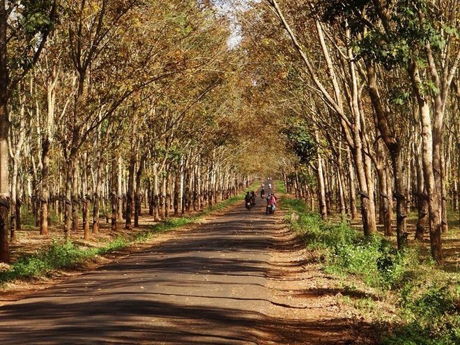 Rừng cao su trong mùa thay lá ở Gia Lai