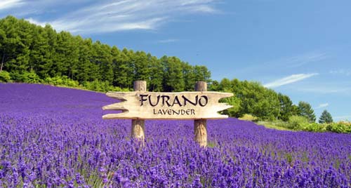 Ngây ngất với sắc tím của cánh đồng oải hương khắp thế giới