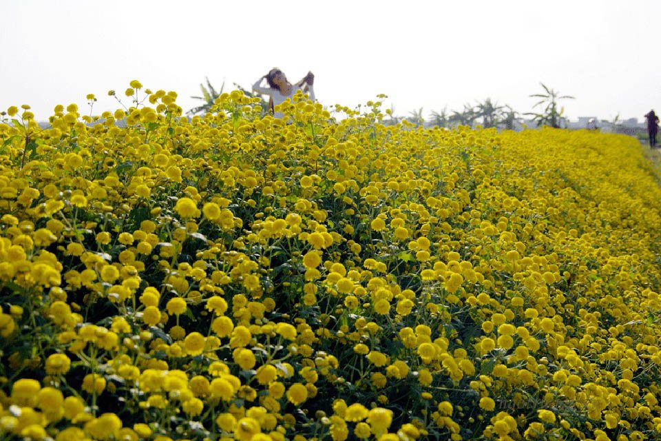 Chiêm ngưỡng cánh đồng hoa cúc đẹp mê hồn ở Hưng Yên