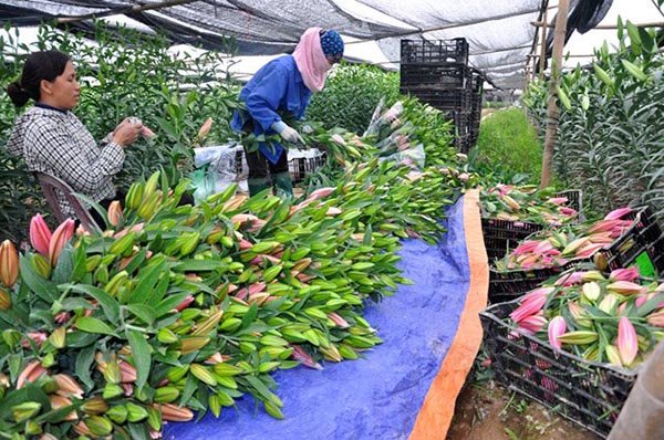 Hà Nội: Hoa ly nở sớm trước Tết, giá rớt thảm