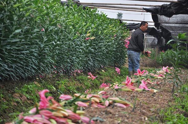 Hà Nội: Hoa ly nở sớm trước Tết, giá rớt thảm