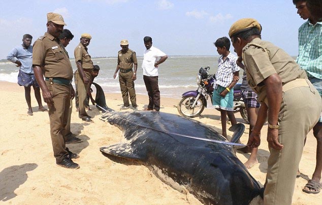 Bí ẩn ở Ấn Độ về cái chết của cả trăm con cá voi