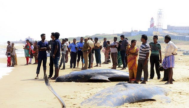 Bí ẩn ở Ấn Độ về cái chết của cả trăm con cá voi