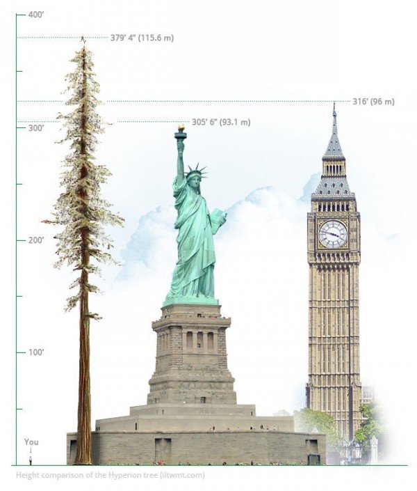 Phát hiện thú vị về cây xanh cao nhất thế giới