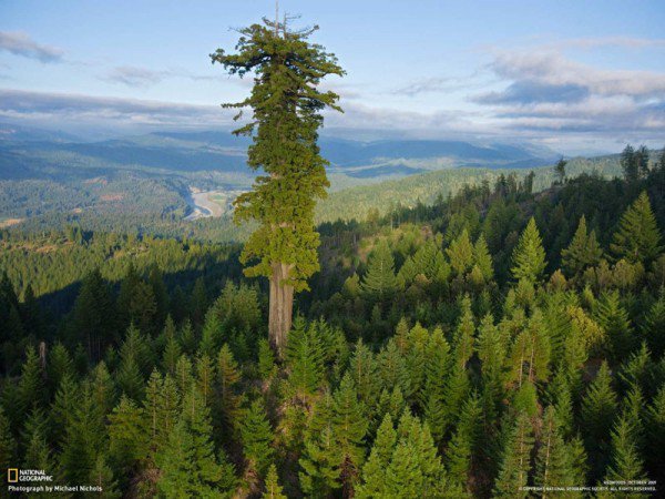 Phát hiện thú vị về cây xanh cao nhất thế giới