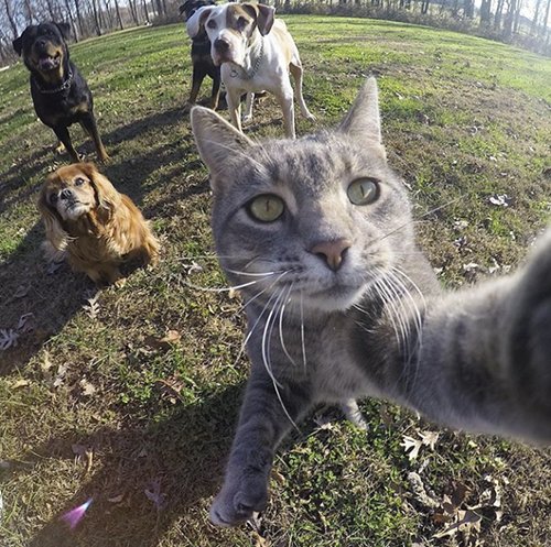 Chú mèo đặc biệt có sở thích chụp ảnh "tự sướng"