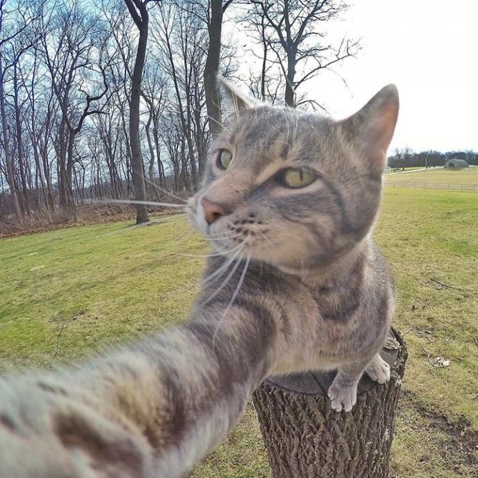 Chú mèo đặc biệt có sở thích chụp ảnh "tự sướng"