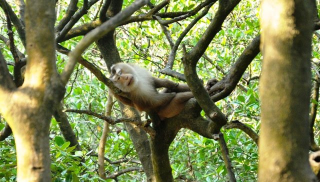 Đặt chân đến “vương quốc khỉ” trên ốc đảo xanh ở Sài Gòn