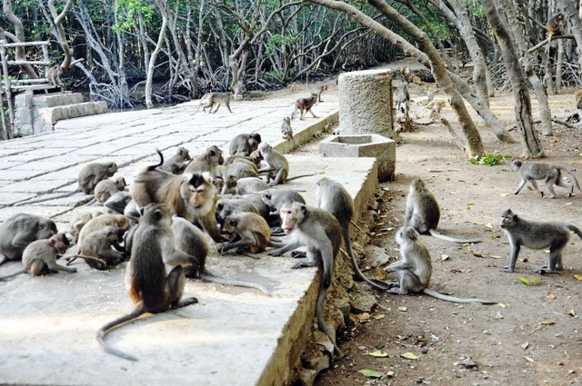 Đặt chân đến “vương quốc khỉ” trên ốc đảo xanh ở Sài Gòn
