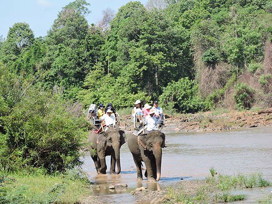 Du ngoạn Bản Đôn, trải nghiệm cưỡi voi rừng