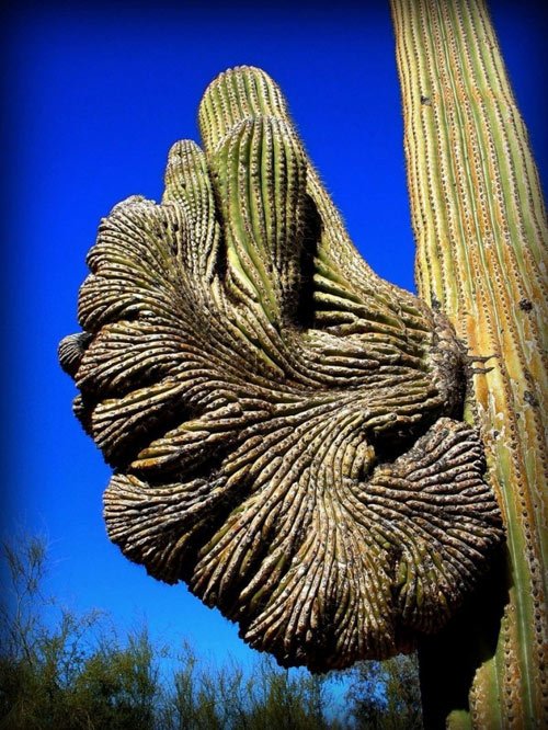 Đã mắt ngắm những "gã khổng lồ" giữa sa mạc Sonoran