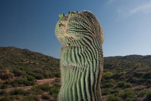 Đã mắt ngắm những "gã khổng lồ" giữa sa mạc Sonoran