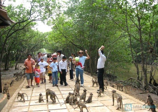 Những hòn đảo khỉ không thể bỏ qua khi đi du lịch năm Thân