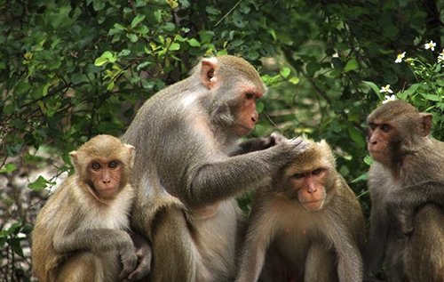 Những hòn đảo khỉ không thể bỏ qua khi đi du lịch năm Thân