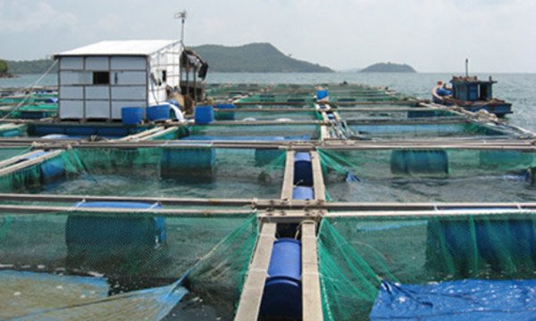 Thương lái Trung Quốc thao túng cá nuôi