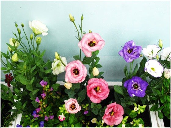 Những loài hoa nên bày trong nhà ngày Tết để đón tài lộc