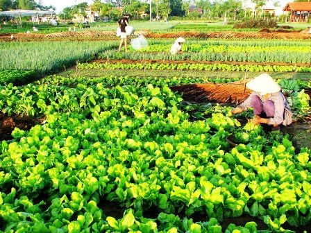 Hội An công bố nhiều sự kiện du lịch trong năm 2016