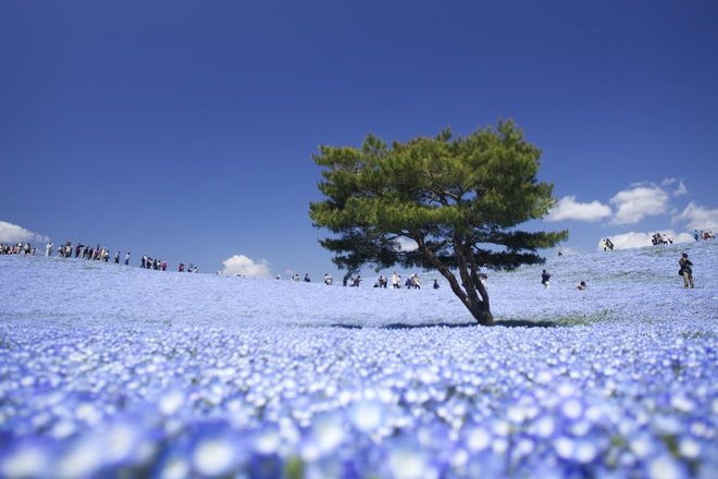 'Biển hoa' ở công viên Hitachi Seaside Nhật Bản