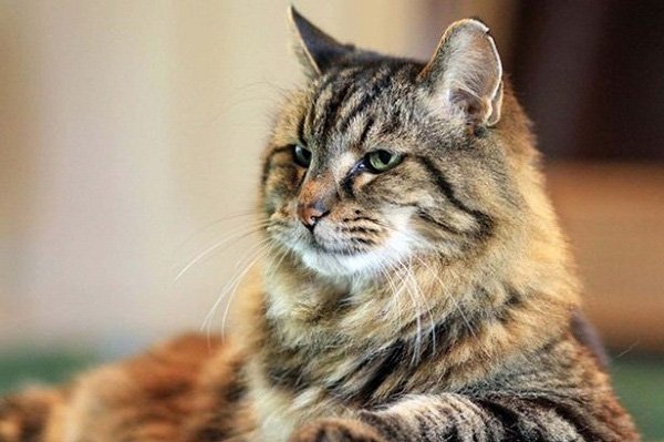 Chú mèo 121 tuổi già nhất thế giới sở hữu lượng fan "khủng" trên Instagram