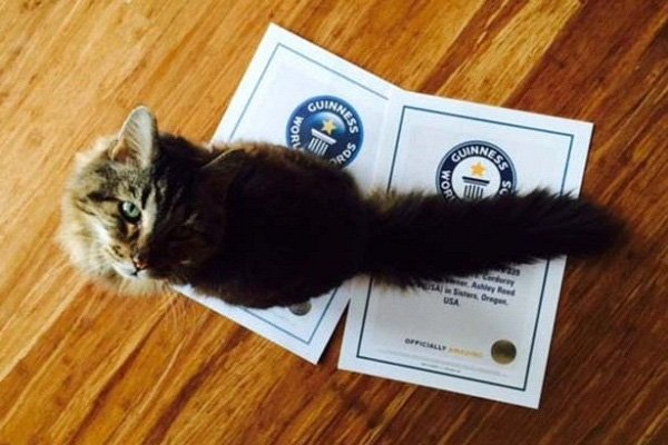 Chú mèo 121 tuổi già nhất thế giới sở hữu lượng fan "khủng" trên Instagram