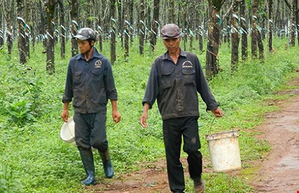 Lao đao vì ‘vàng trắng' mất giá