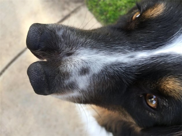 Chú chó Toby "đẹp trai, thông minh" lại còn có 2 mũi siêu hiếm
