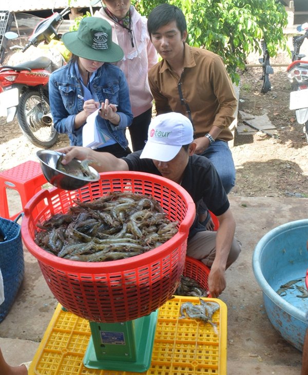 Giá tôm thẻ chân trắng tăng cao