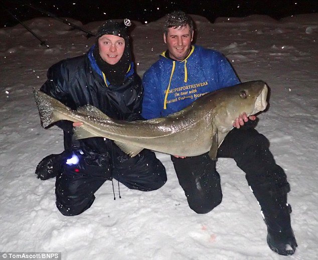 Câu được cá tuyết khổng lồ như người ở Na Uy