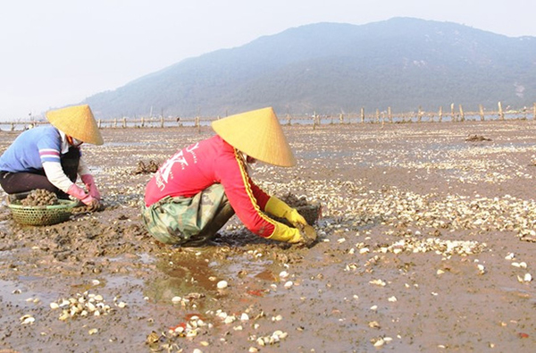 Ngao chết trắng bãi, dân lao đao