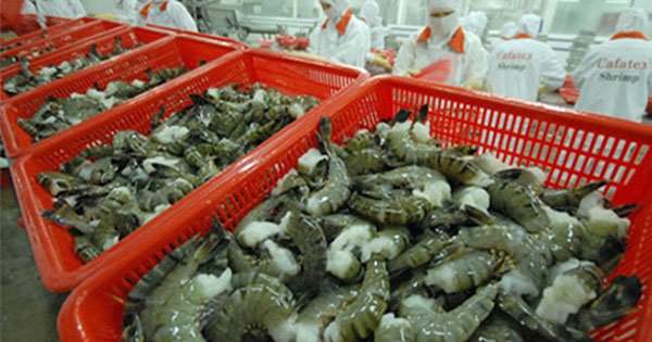Xâm nhập mặn ‘kéo’ giá tôm, cá xuất khẩu giảm mạnh