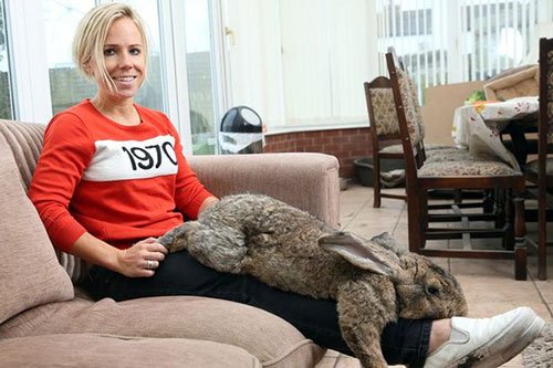 Kỳ lạ chú thỏ mới 18 tháng đã lớn ngang đứa trẻ 7 tuổi