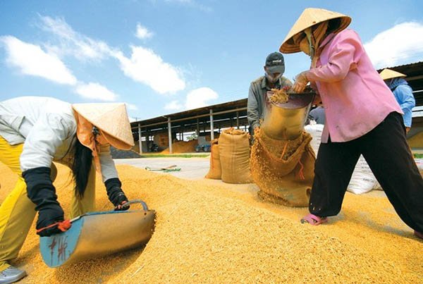 Gạo Việt mập mờ ở Trung Quốc, bát nháo nội địa