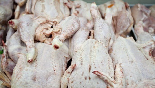 100% gà Trung Quốc nhập vào Việt Nam trái phép