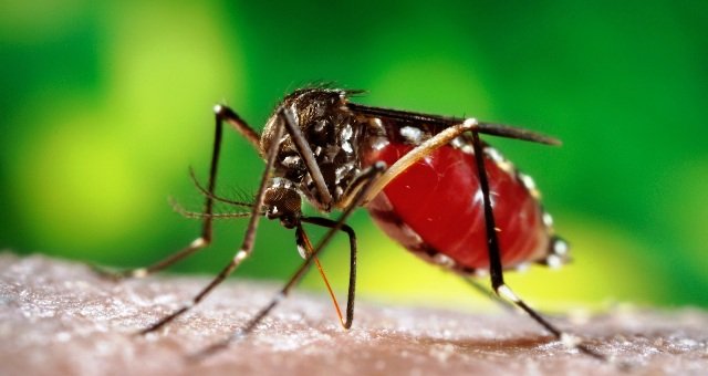 Việt Nam có 2 ca nhiễm virus Zika đầu tiên