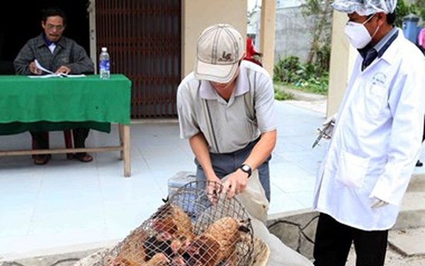 Hà Nội: Bắt và tiêu hủy gần 1 tấn gà nhập lậu từ Trung Quốc