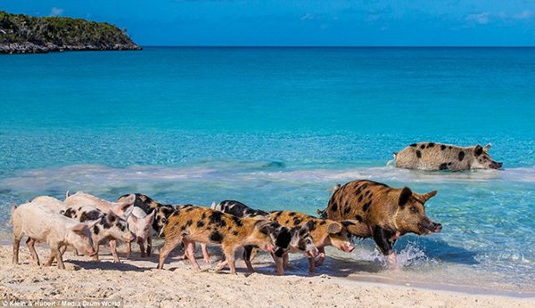 Hòn đảo đầy lợn bơi giỏi, biết xin ăn