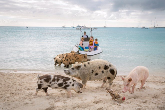 Hòn đảo đầy lợn bơi giỏi, biết xin ăn