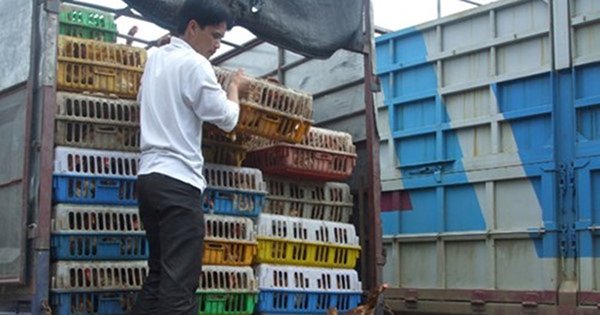 “Phát sốt” với đề xuất nhập khẩu gà chính ngạch từ Trung Quốc