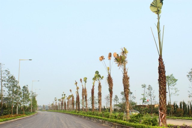 Nhu cầu sống xanh của người dân đô thị