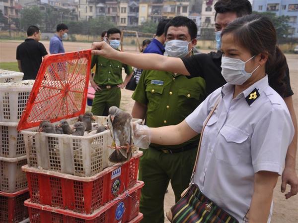 Bắt giữ 4000 con chim bồ câu nghi nhập lậu từ Trung Quốc