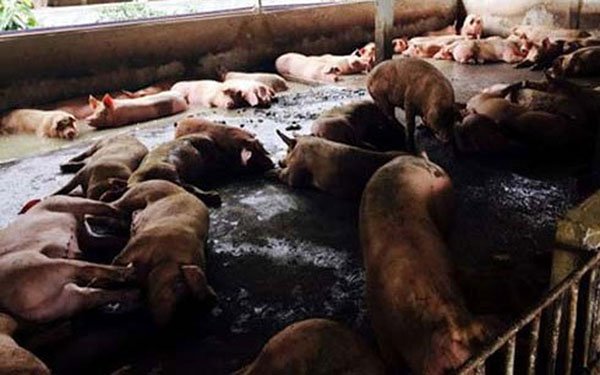 6 tấn chất cấm tạo nạc bán trộm ra ngoài đang ở đâu?