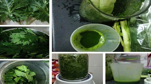 Lá cây gì có thể chữa được 7 bệnh nguy hiểm