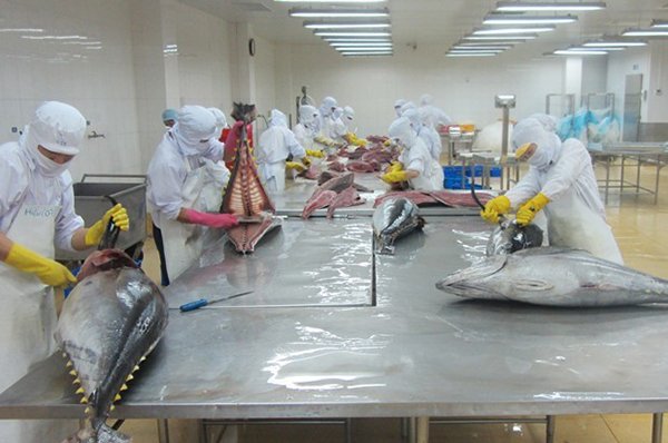 Trung Quốc tiêu thụ mạnh cá ngừ Việt Nam