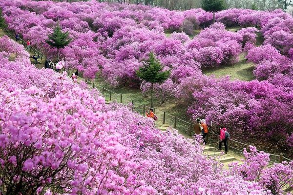 Hoa đỗ quyên nhuộm tím các triền đồi ở Hàn Quốc