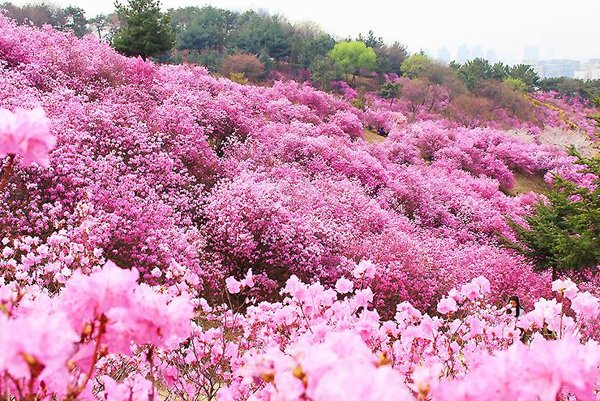 Hoa đỗ quyên nhuộm tím các triền đồi ở Hàn Quốc