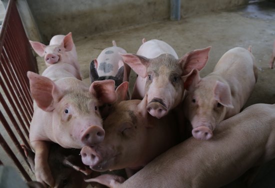 Trung Quốc ồ ạt thu mua, giá lợn lên cơn sốt